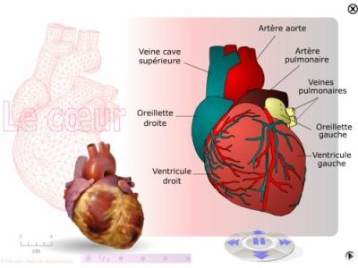 imagine cu cardiopatii congenitale